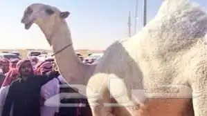 قروب لبيع الابل والغنم والسيارات نتشرف في وجودكم 0