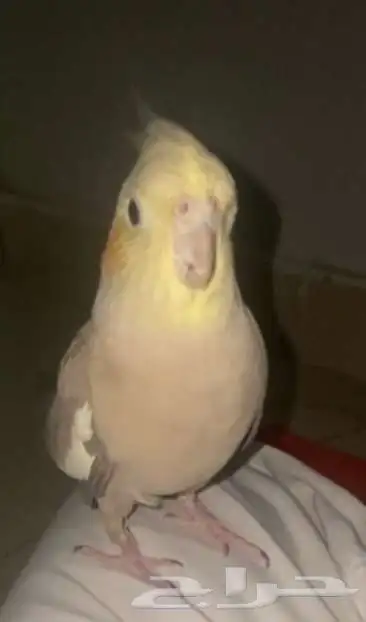 مفقود طير كروان أليف 1