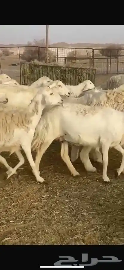 للبيع عنم خلفات 31 يتبعها 31 1