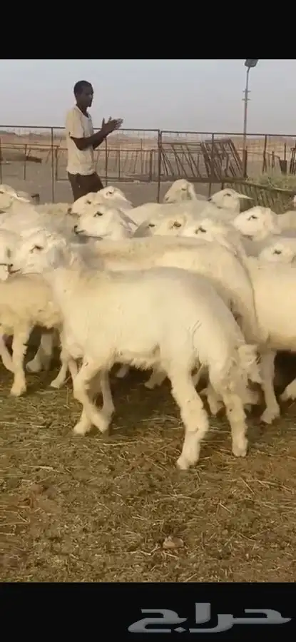 للبيع عنم خلفات 31 يتبعها 31 2