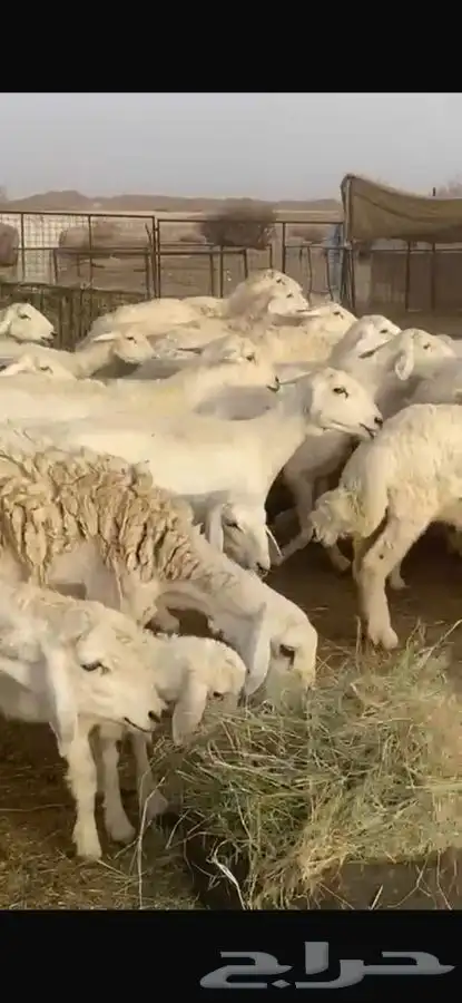 للبيع عنم خلفات 31 يتبعها 31 0
