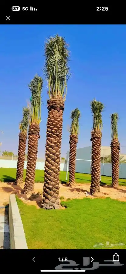 نخله نخيل نخل زراعه مزراعه تمر اخلاص واشنطني زينه 4