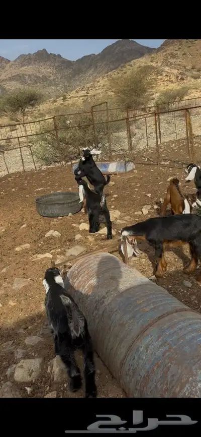 تيوس عوارض index