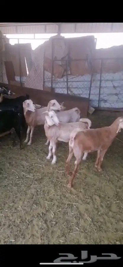 معزا للبيع 1