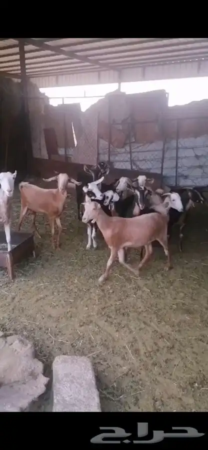 معزا للبيع 0