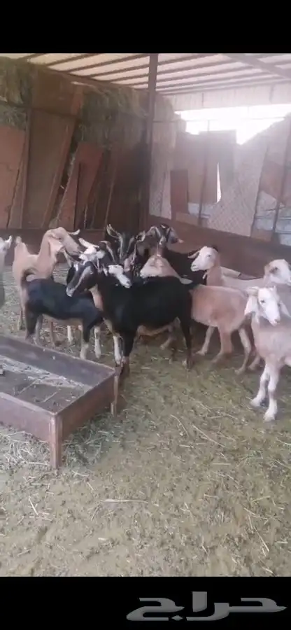معزا للبيع 2