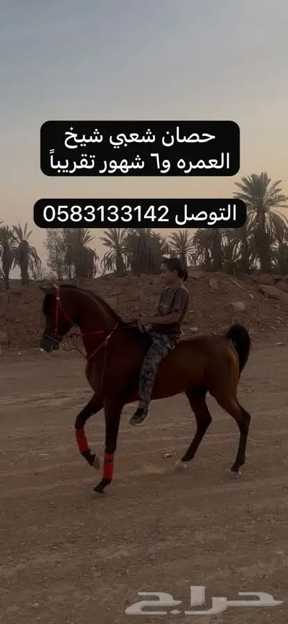 حصان شعبي شيخ 0