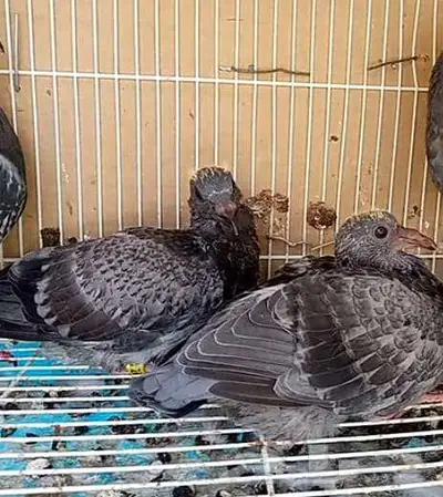 زاجل سباق طبة جان اردن جاهزة مجرب اخوانها ابطال index