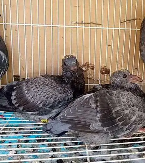 زاجل سباق طبة جان اردن جاهزة مجرب اخوانها ابطال 0
