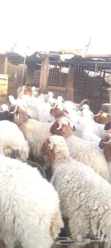 ذبائح خرفان ورخال مغلقة شحم بالقرب من دوار الملك سلمان 7