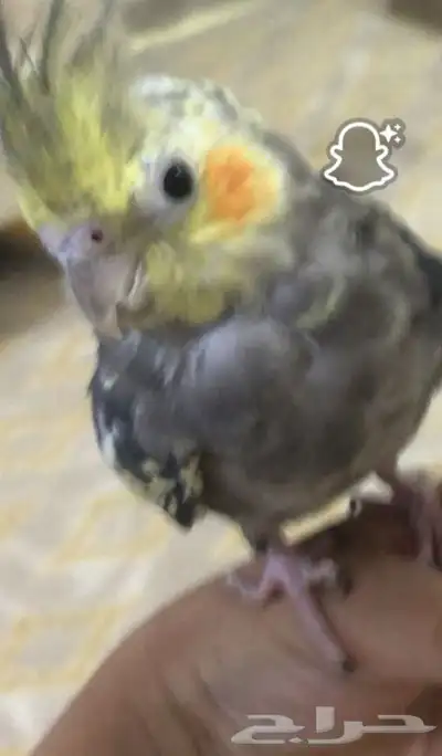 عصفور ضايع 0