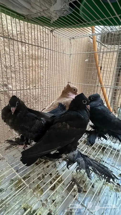زوج وذكر وطبتين صنعاني مسرول 0