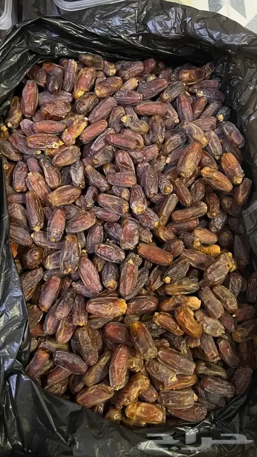 تمر برني من نخل الديسه 2
