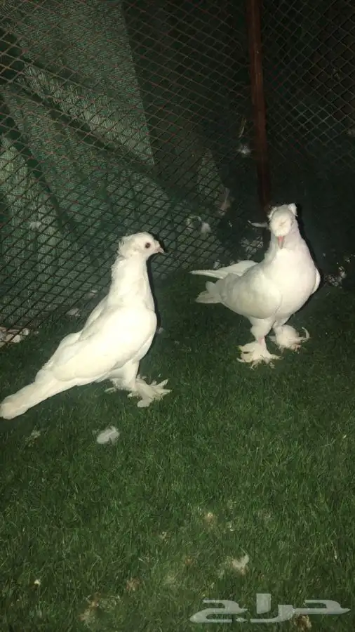 السلام عليكم ورحمة الله وبركاته طبات بيض دبل كرست 4