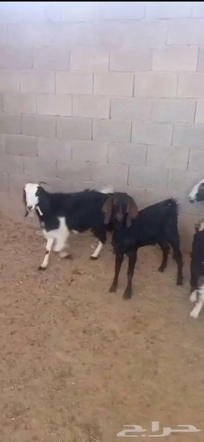 جفار ثنايا مضاريع 0