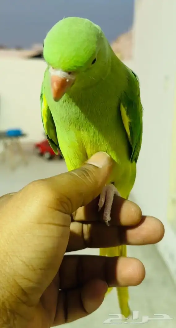 للبيع دره قرين كلير تيل يلو هيد اليف 2