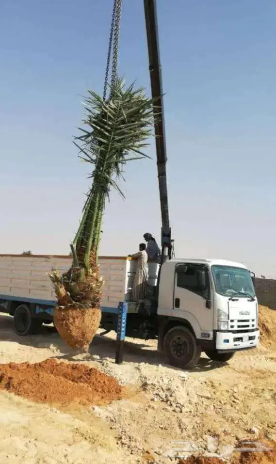 نخل للبيع واشنطني مجدول فسايل فروخ خلاص صقعي شيشي برحي سكري 6