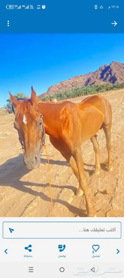 خيل index
