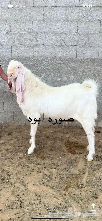 تيس وعنزين مشروكات index