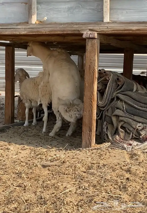 فحل حري جذع مشروط نسف  الدمام 0