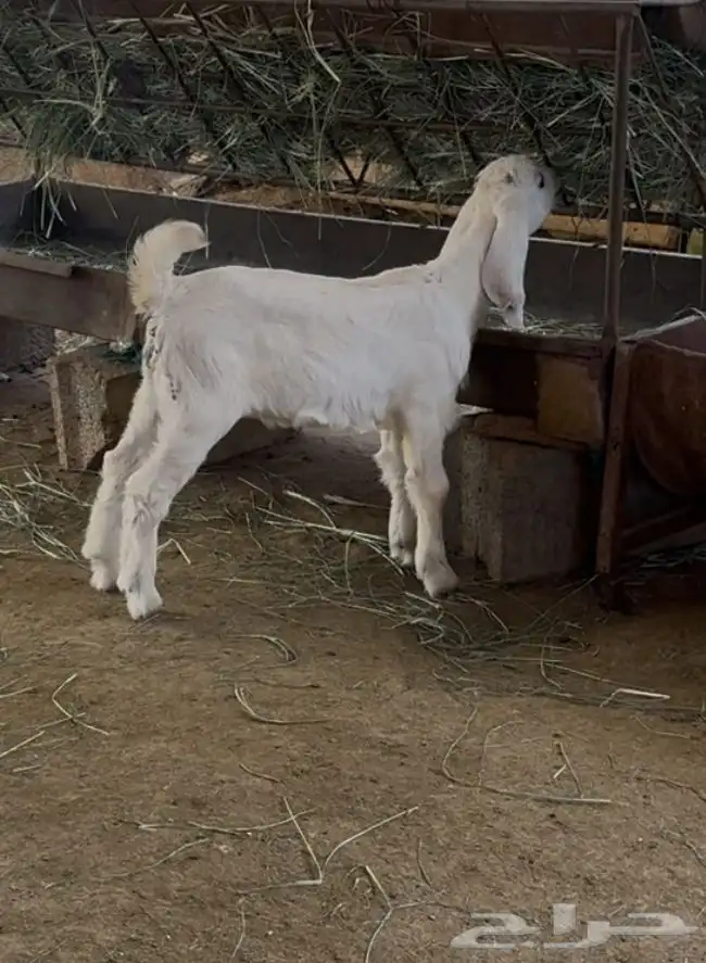 عنز عارضيه حواء 1