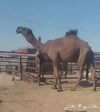 للبيع قعود اصفر طيب 0