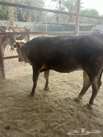 عجل وعجله index