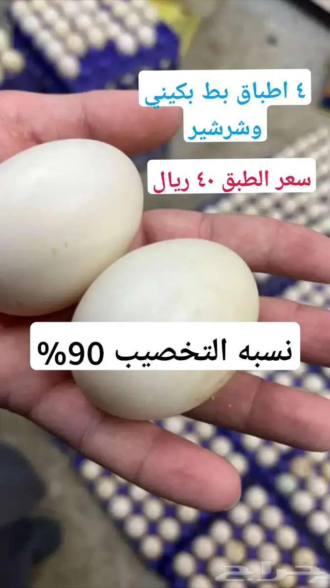 بيض بط بكيني وشرشير 0