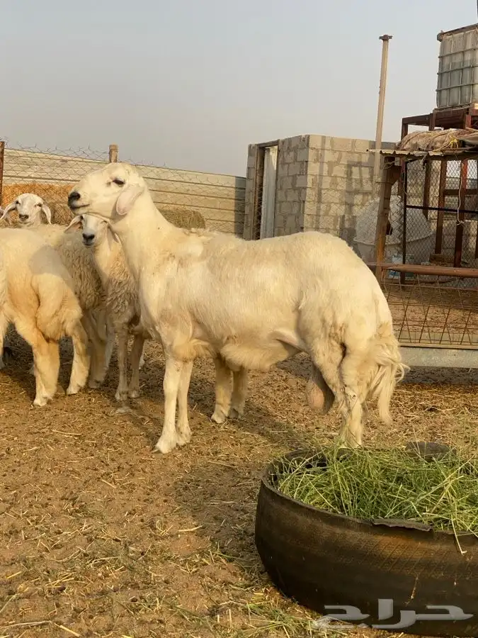فحل حري جذع مشروط نسف  الدمام 2