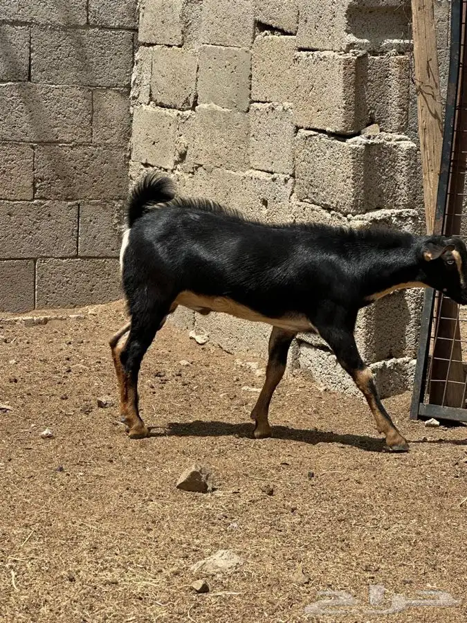 تيسين فحول 16