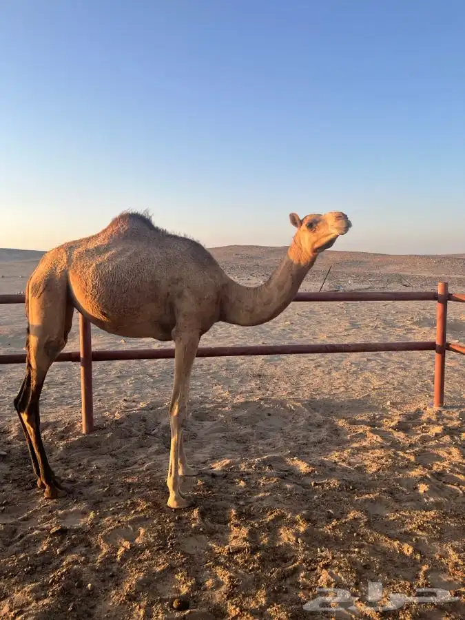 بكره للبيع العمر سنه ونص 3