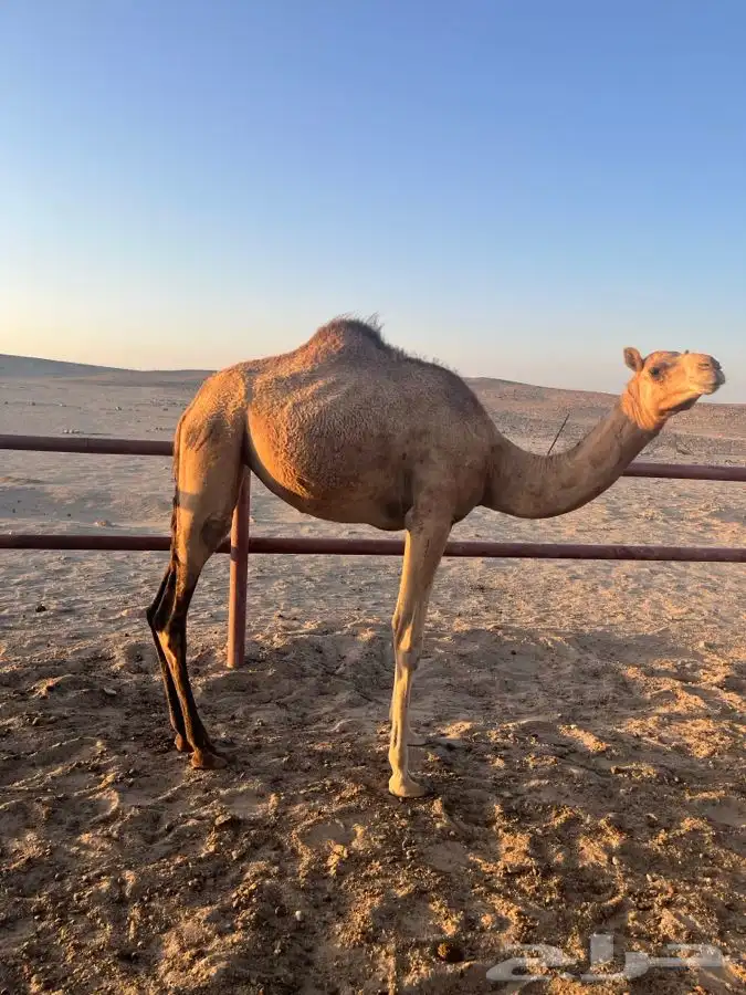 بكره للبيع العمر سنه ونص 5