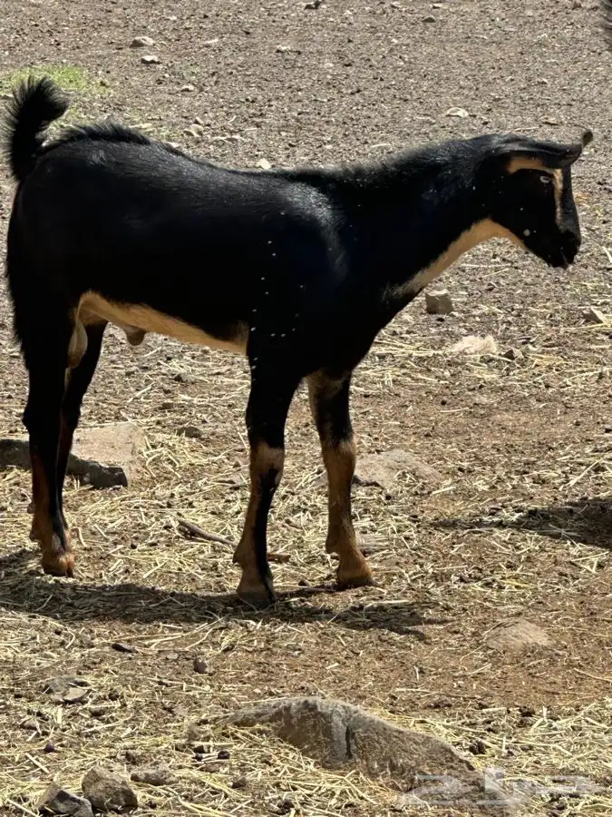 تيسين فحول 13