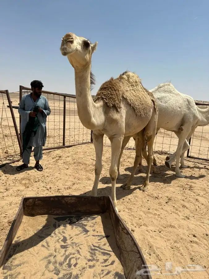 بكار طيبه للبيع 1