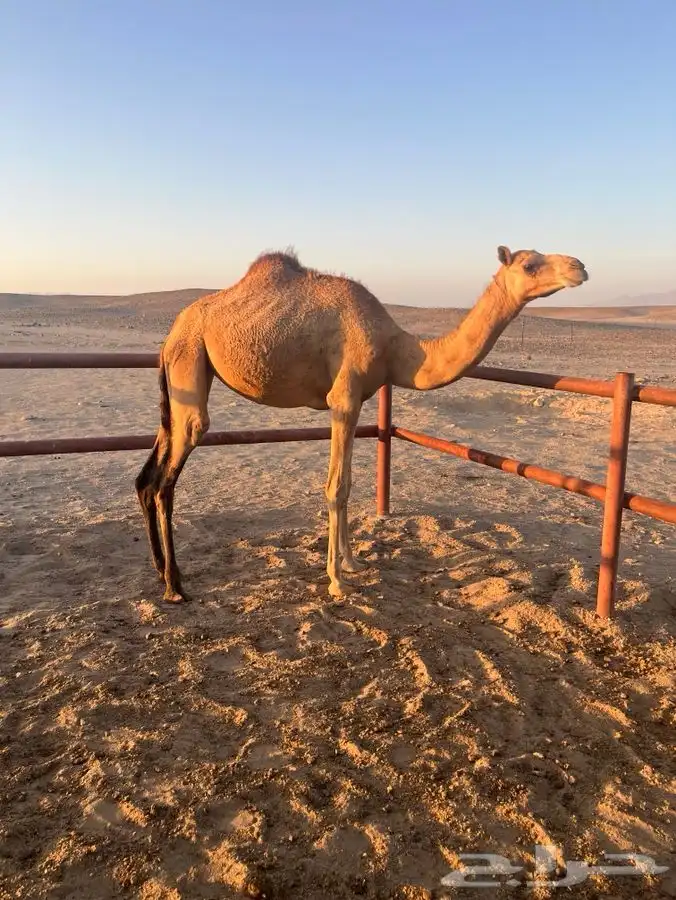 بكره للبيع العمر سنه ونص 0