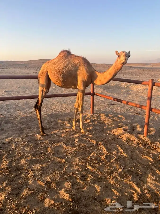 بكره للبيع العمر سنه ونص 4