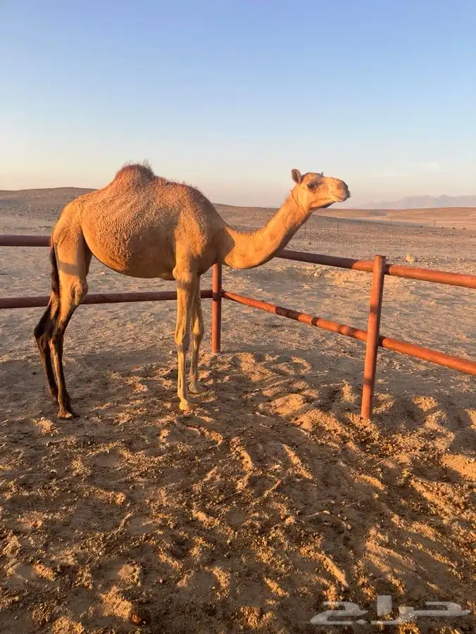 بكره للبيع العمر سنه ونص 1