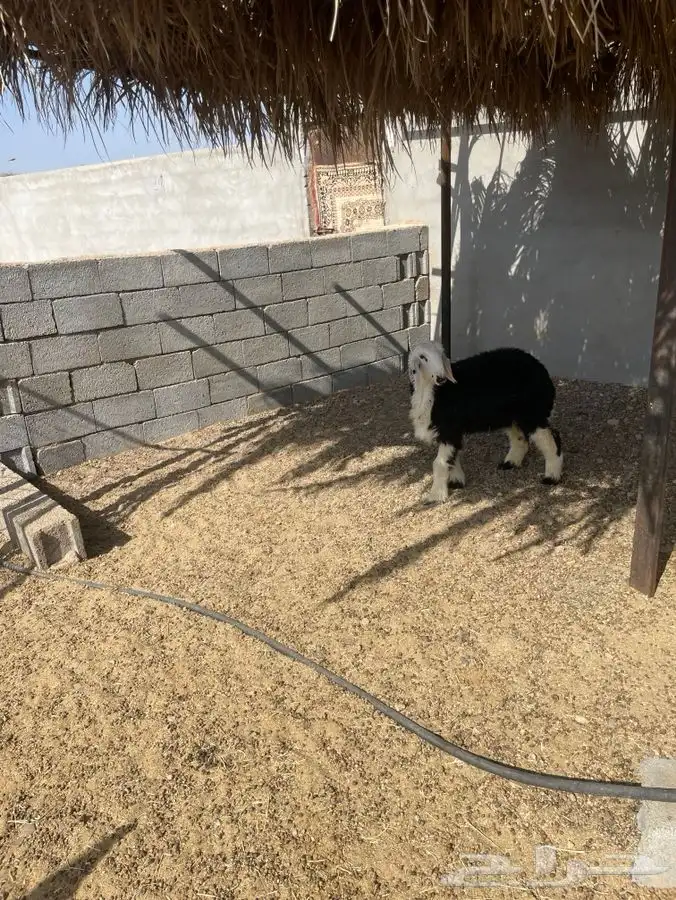 رخل نظيفه ذبيحه الحد 1150 2