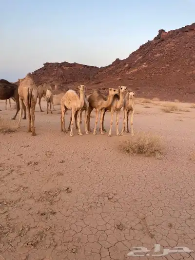 للبيع حيران 0