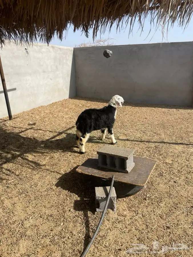 رخل نظيفه ذبيحه الحد 1150 1