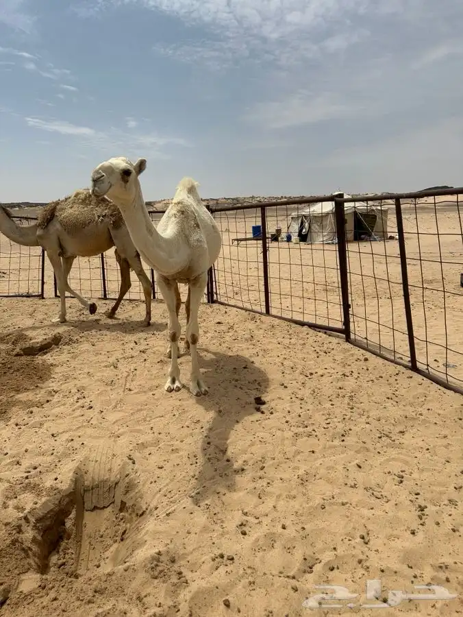 بكار طيبه للبيع 0