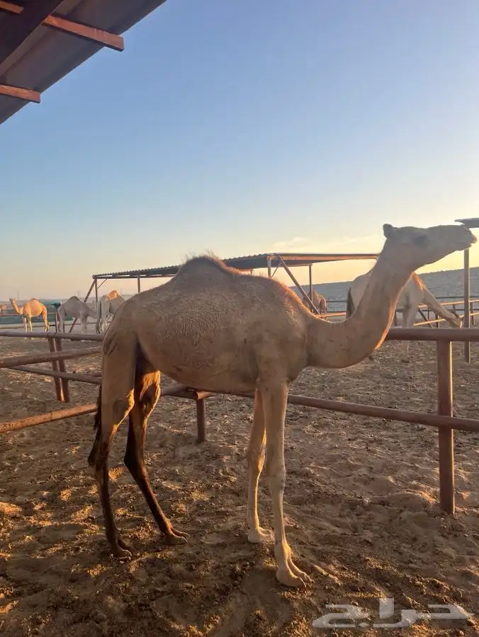 بكره للبيع العمر سنه ونص 2