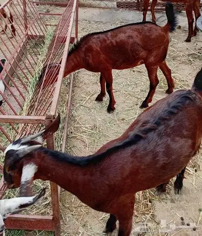 دفيع ليس للذبح index