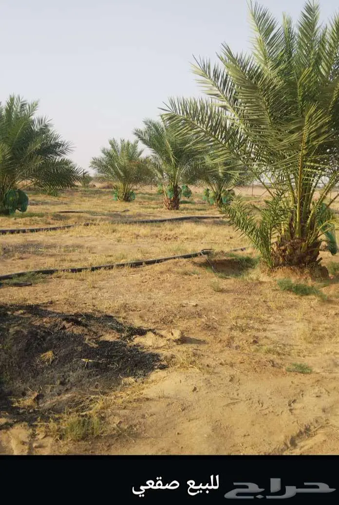نخل للبيع واشنطني مجدول فسايل فروخ خلاص صقعي شيشي برحي سكري 4