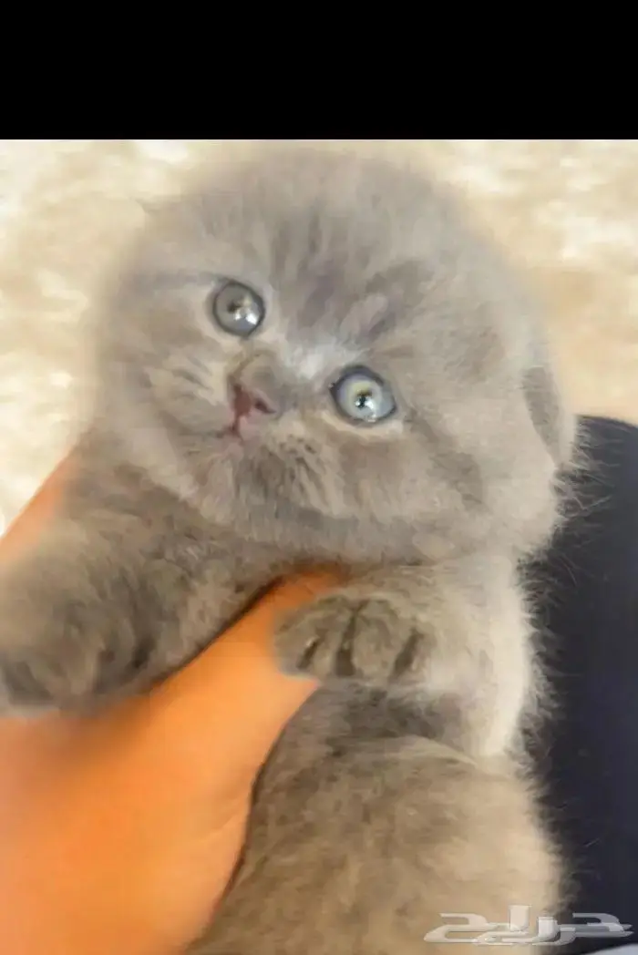 سكوتش فولد تم البيع الله يبارك لراعيها 0