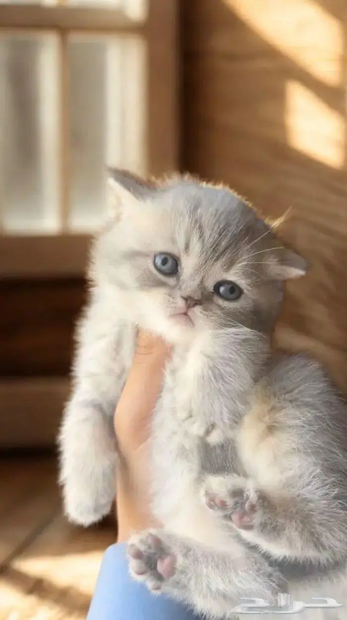 سكوتش فولد تم البيع الله يبارك لراعيها 2