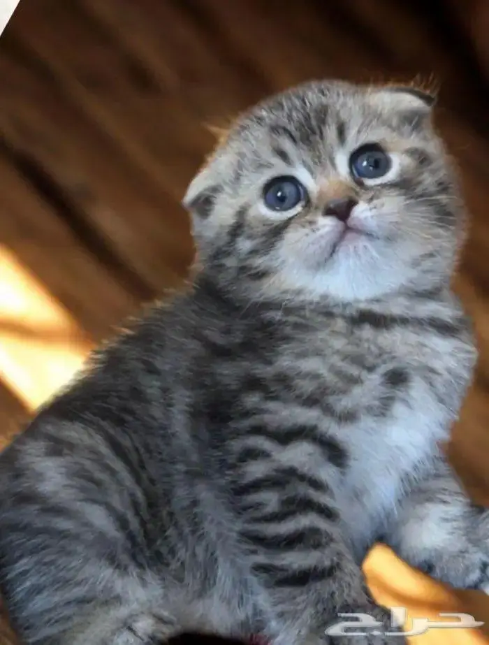 سكوتش فولد تم البيع الله يبارك لراعيها 3