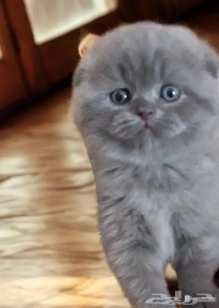 سكوتش فولد تم البيع الله يبارك لراعيها 1