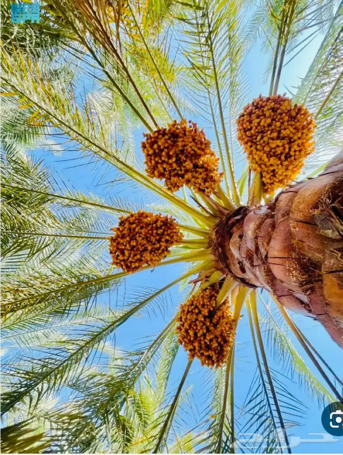 خلاص القصيم المميز انتاج 1447 0