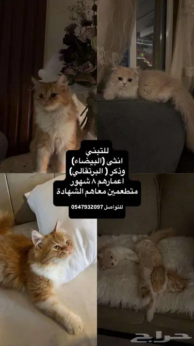 بسس لتبني مع أغراضهم ومتطعمين 0